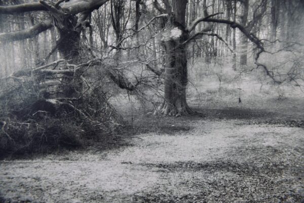 Black and white photo of a snowy forest.