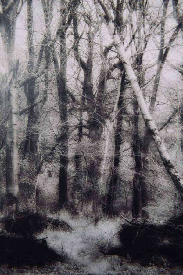 Black and white photo of a forest.