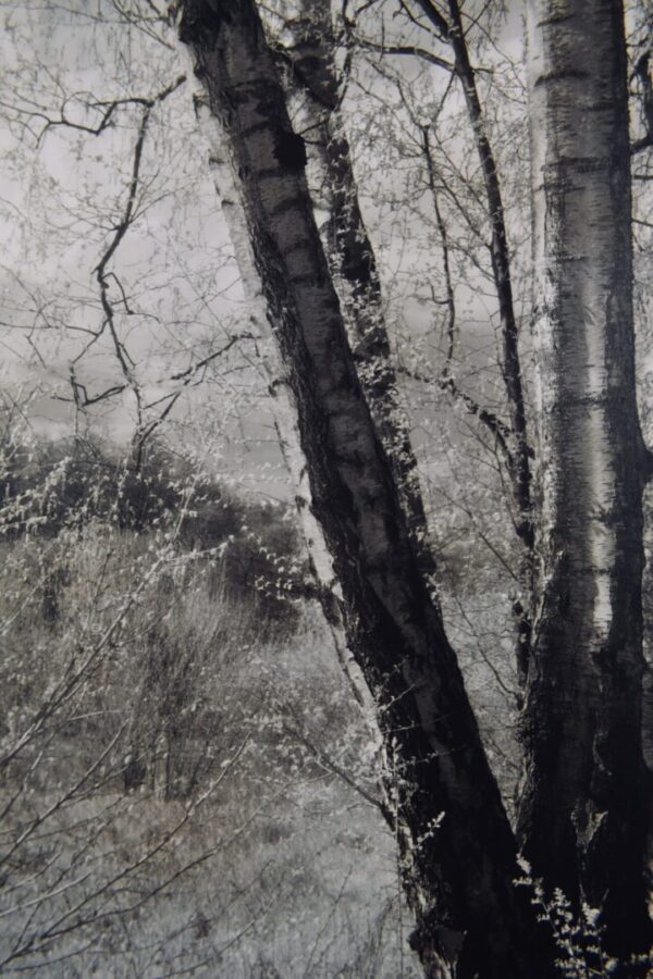 Black and white photo of birch trees.