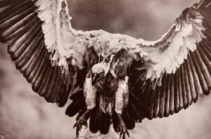 Black and white photo of a vulture in flight.