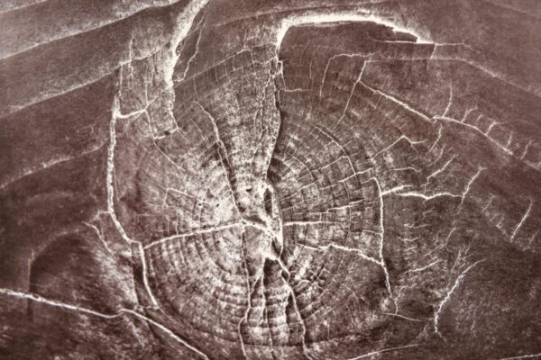 Close-up of tree rings and cracks.